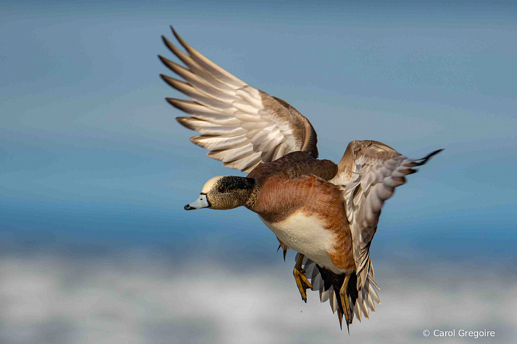 Widgeon Coming in for a Landing