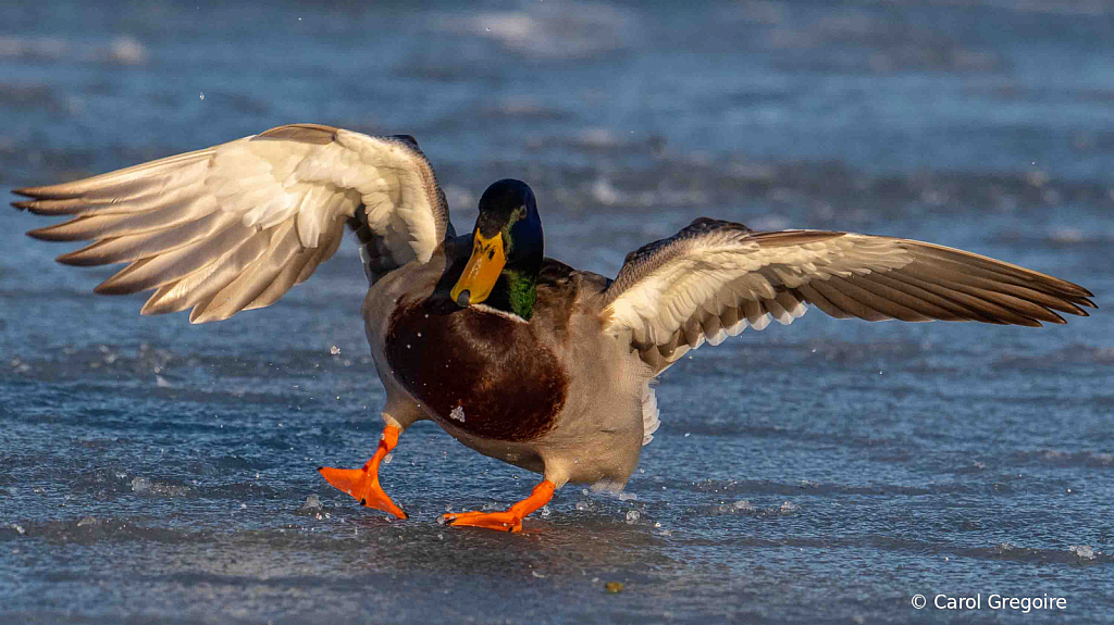 Icy Landing