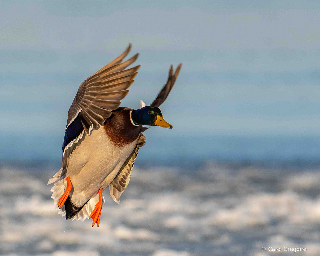 Landing Mallard