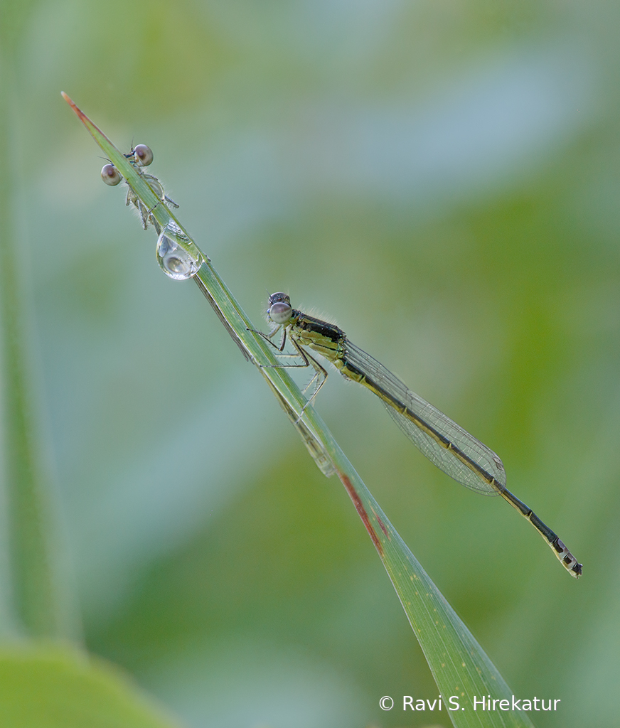 Two Damselflies on one perch