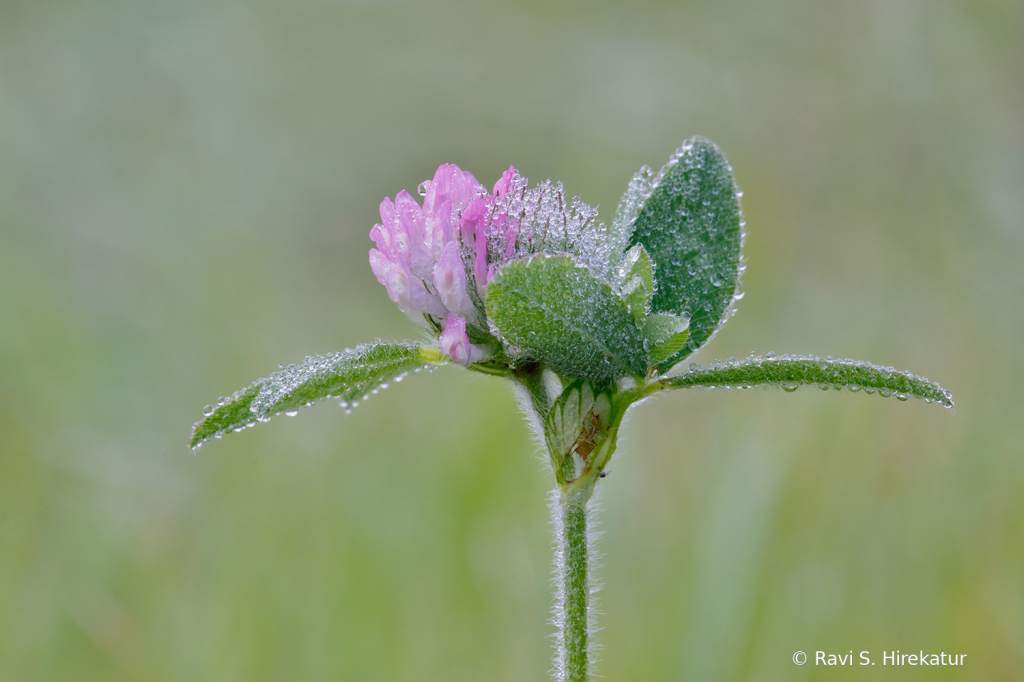 Dew Covered Red Clover