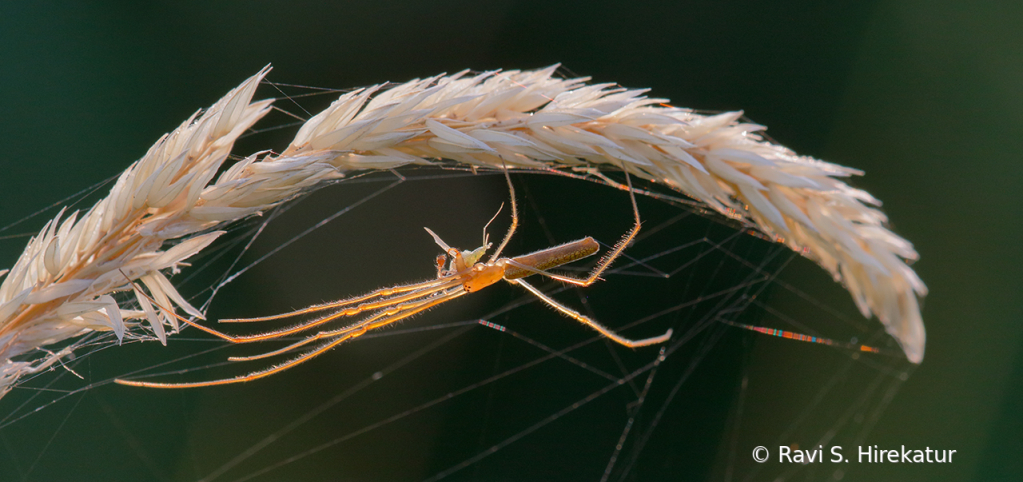 Long Jawed Orbweaver spider