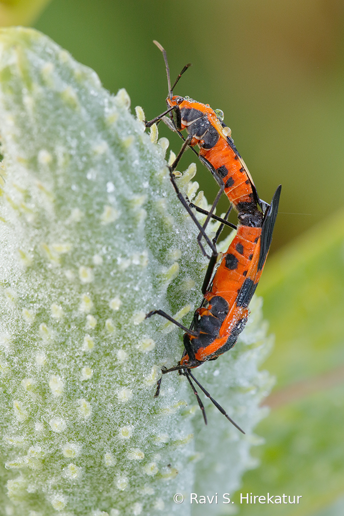 Mating Milkweed beetles