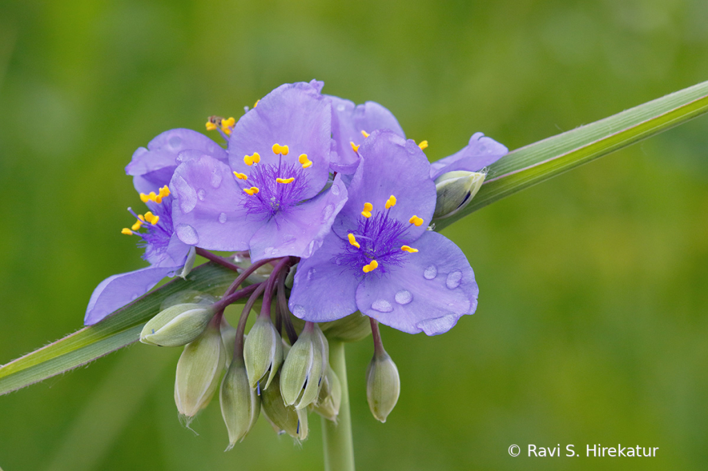 Spiderwort flower