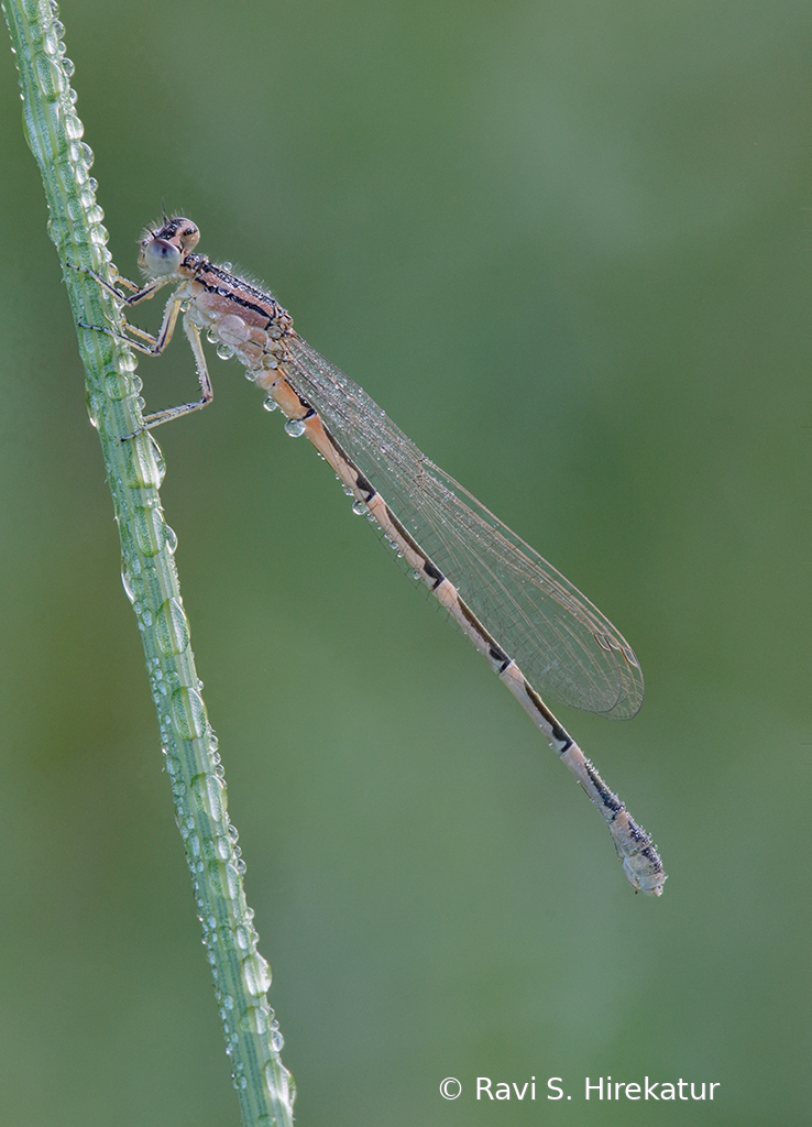 Damselfly covered with early morning dew