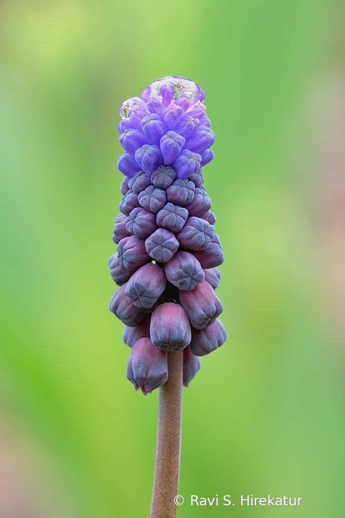 Gape Hyacinth