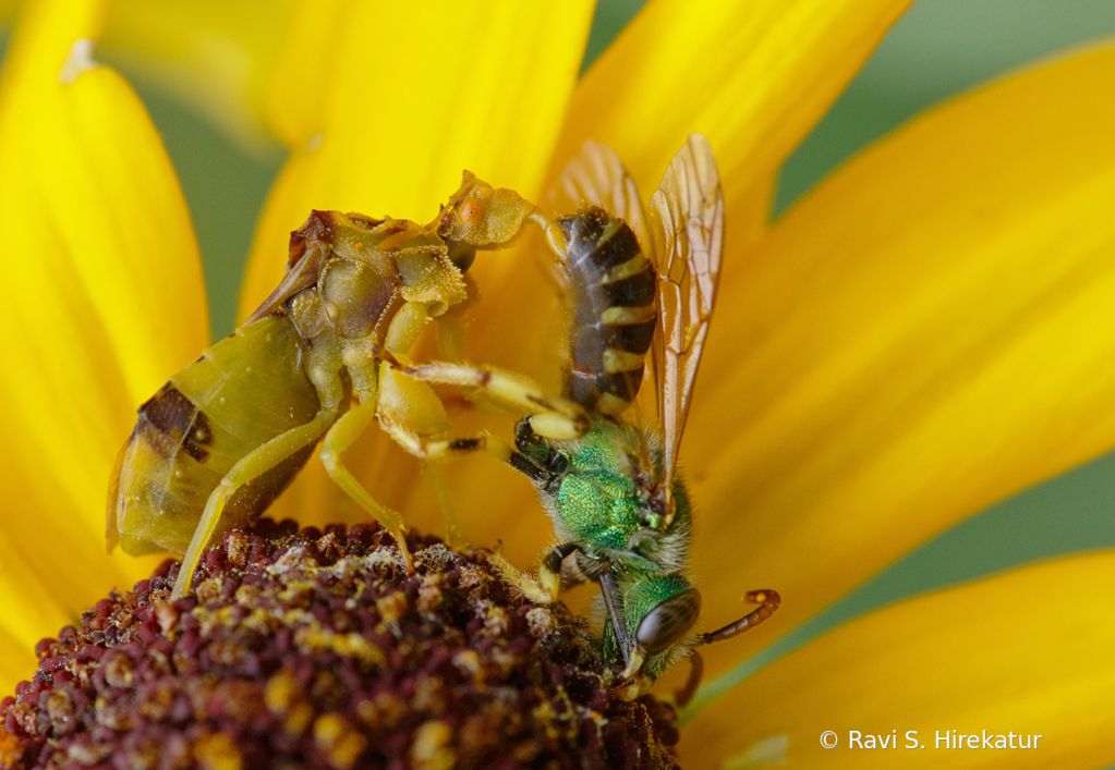 Ambush Bug with prey