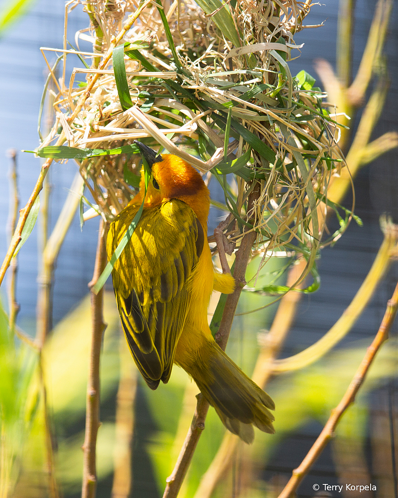 Taveta Golden Weaver