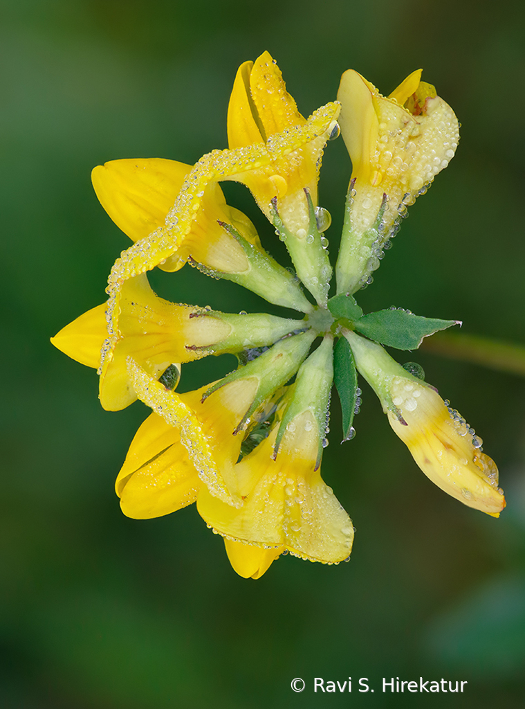 Horseshoe vetch