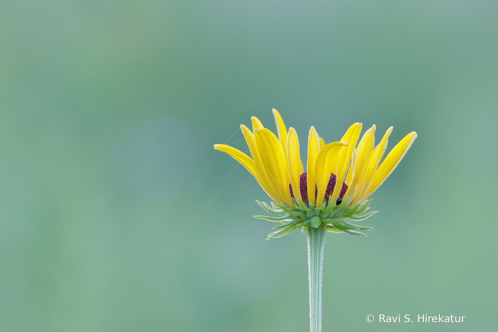 Sweet Coneflower