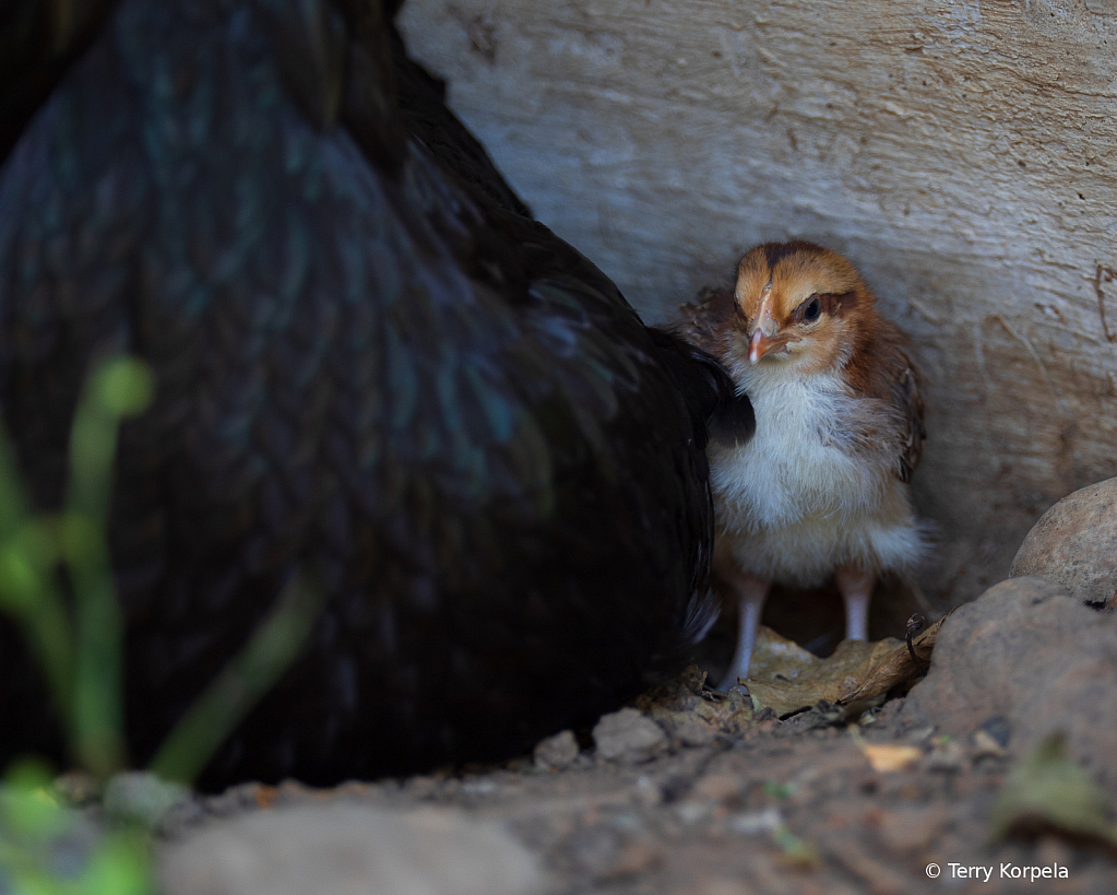 Hiding Behind Mom