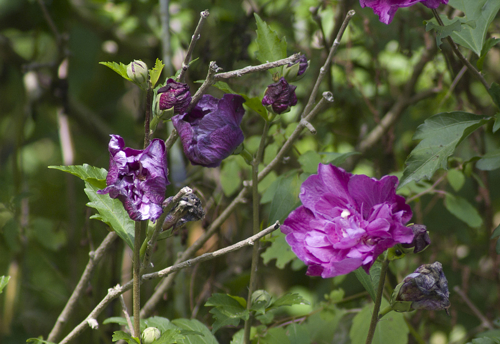 Flower Lifecycle