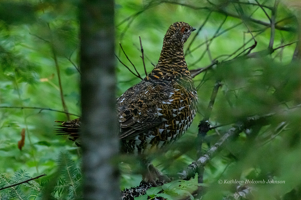 Grouse in the Trees!