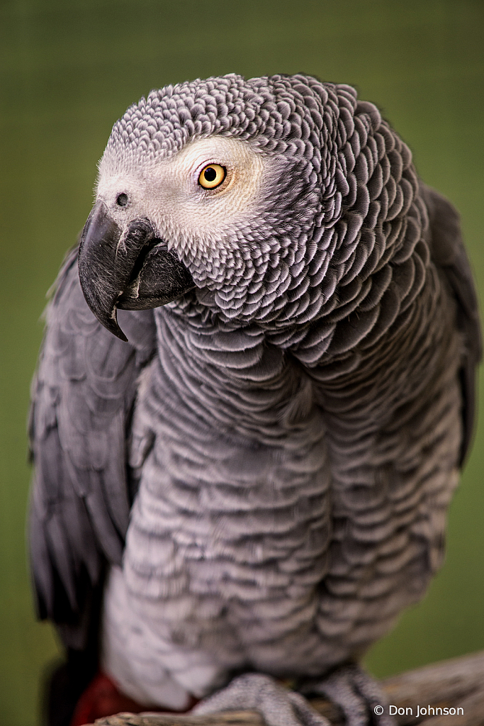 African Grey Parrot 9-22-19 007