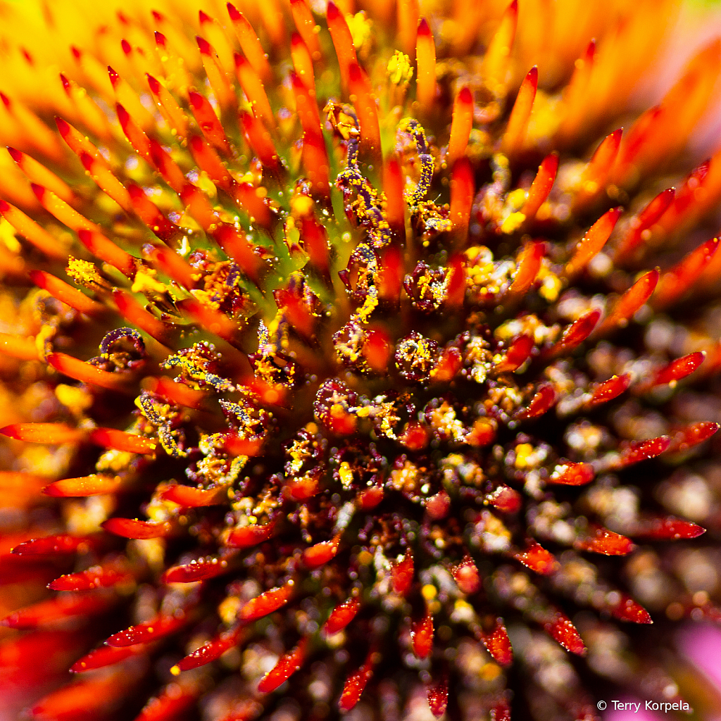 Cone Flower