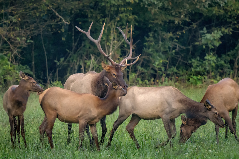 Elk GSMNP 3