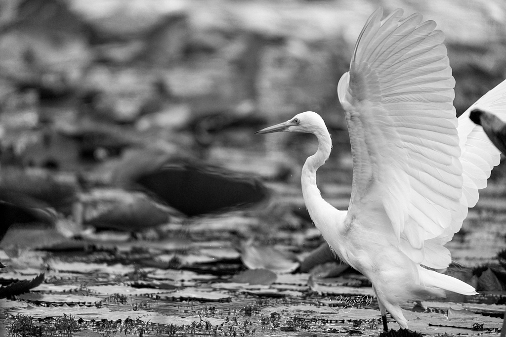 Intermediate Egret @ GBTB Singapore 