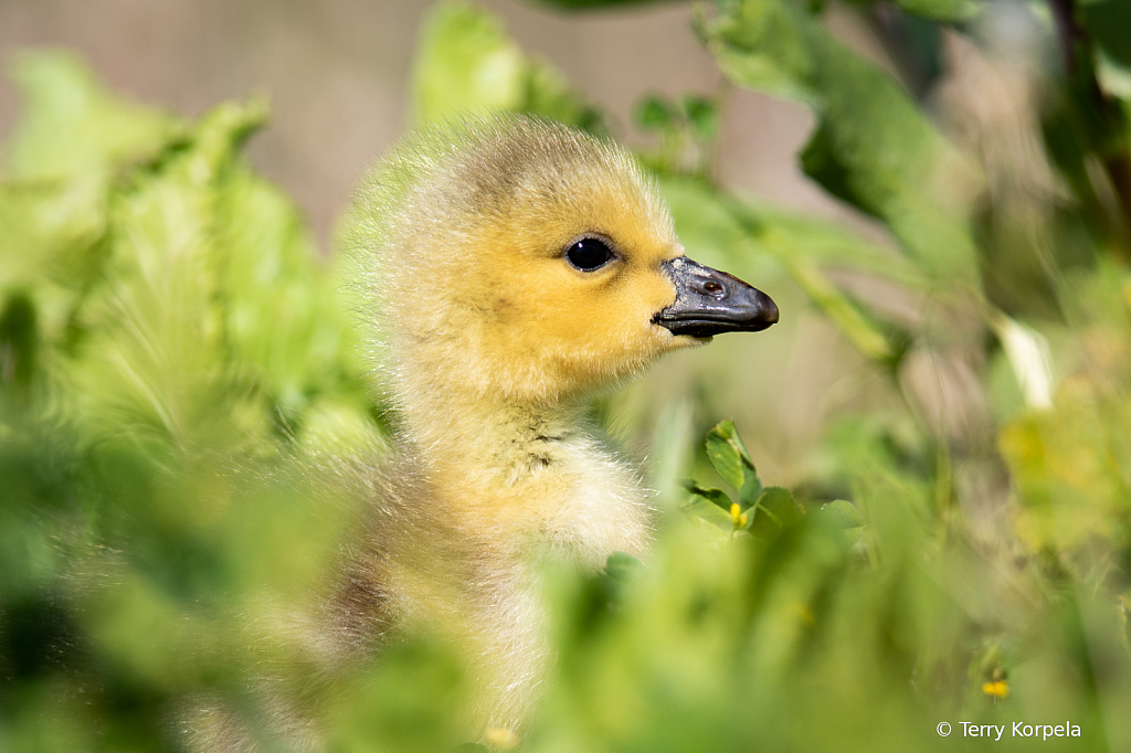 Canada Goose (juvenile)