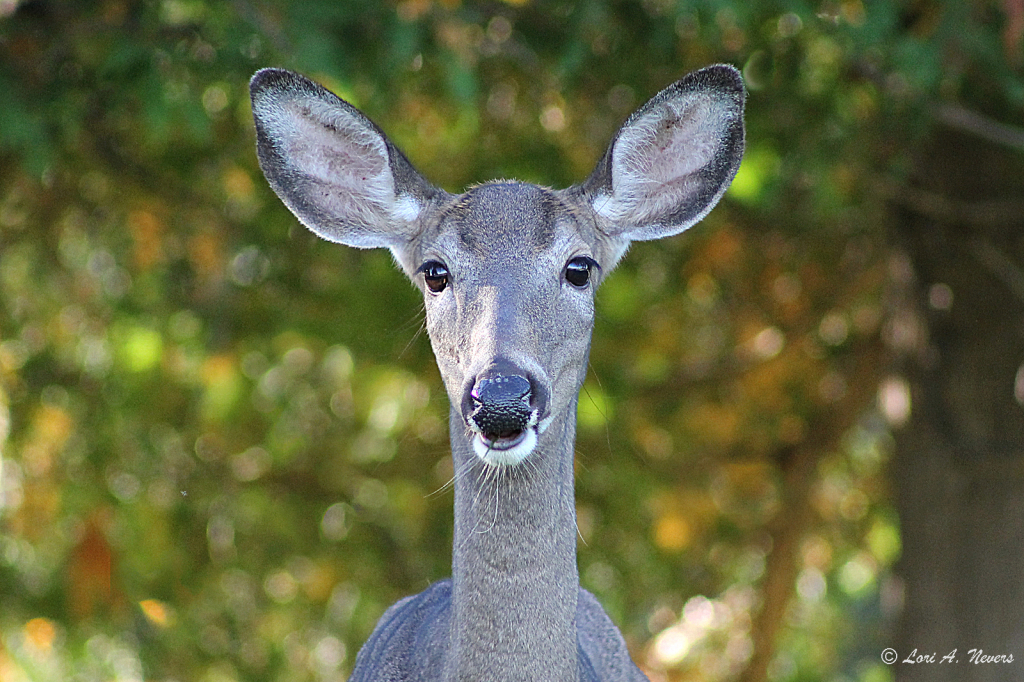 Deer