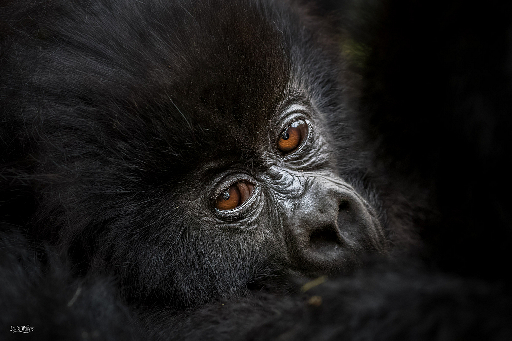 Looking Over Mother's Shoulder