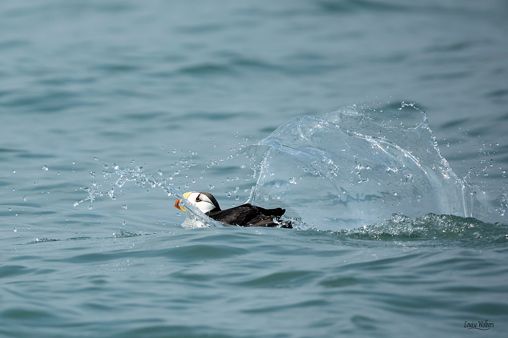 Splash Down