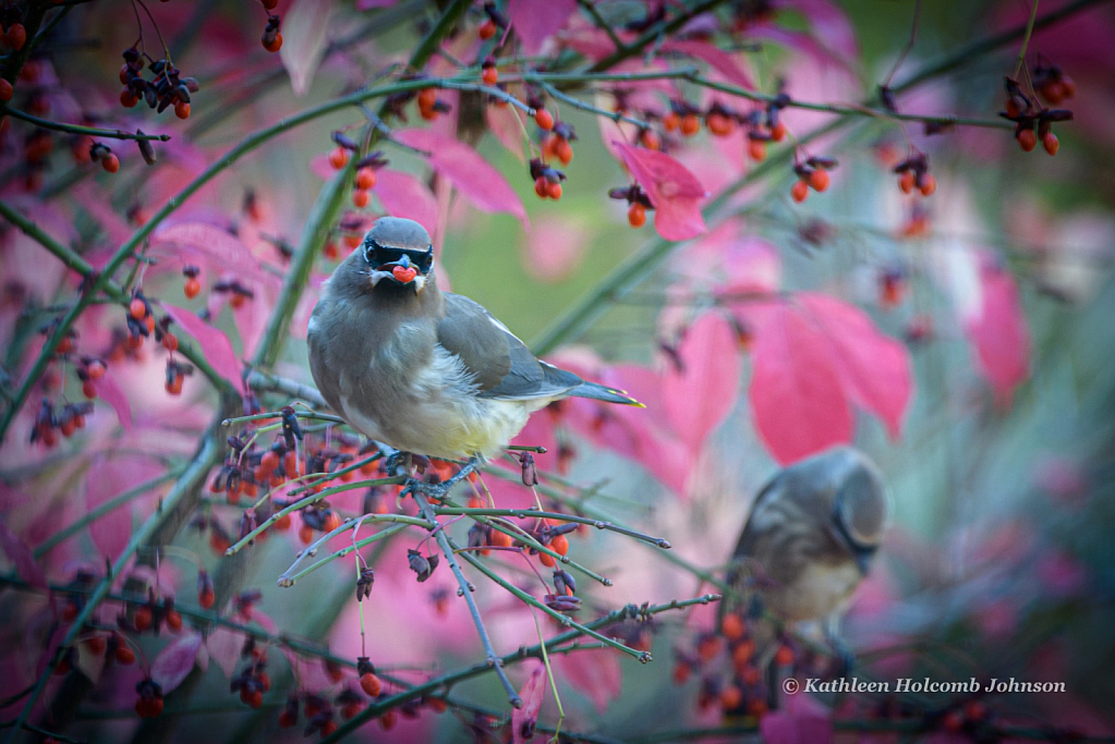 The Berries are Delicious!