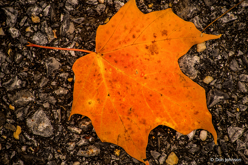Fallen Leaf 10-29-19 099