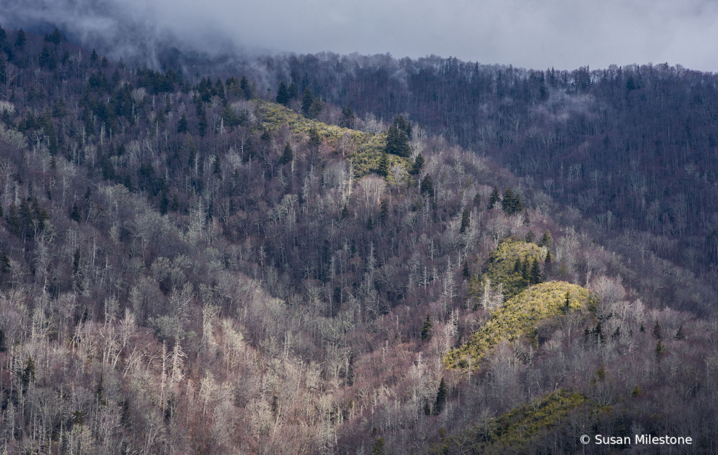 Smoky Mountains 0328