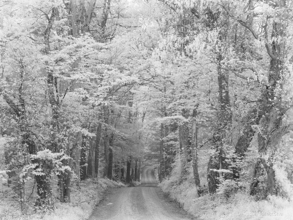 Smokies Infrared Road 6736