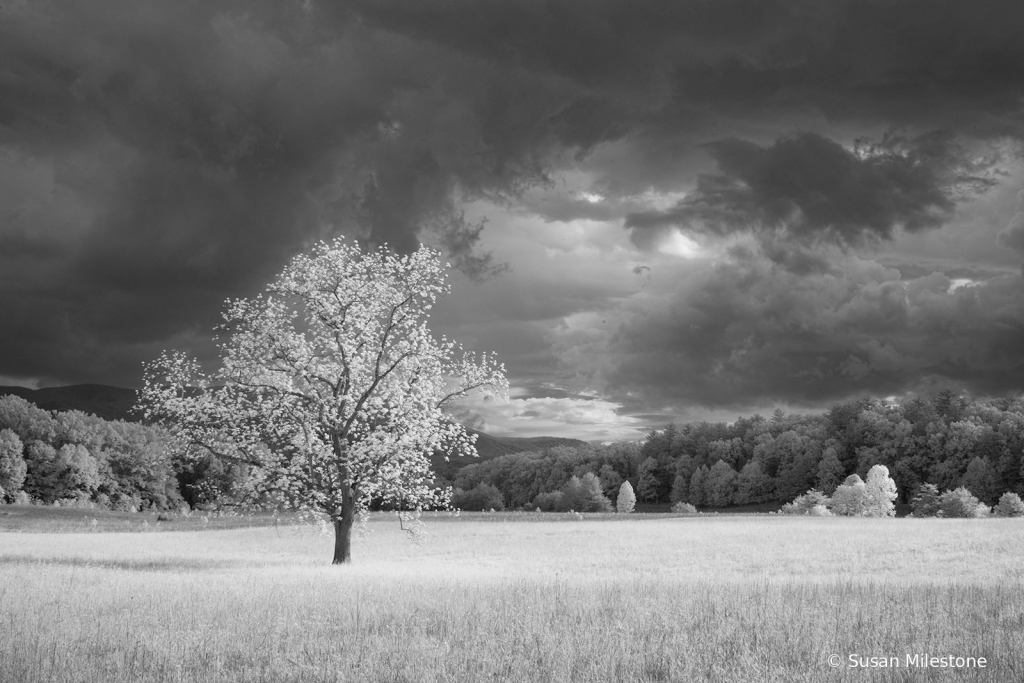 Cades Cove Infrared Tree 8005