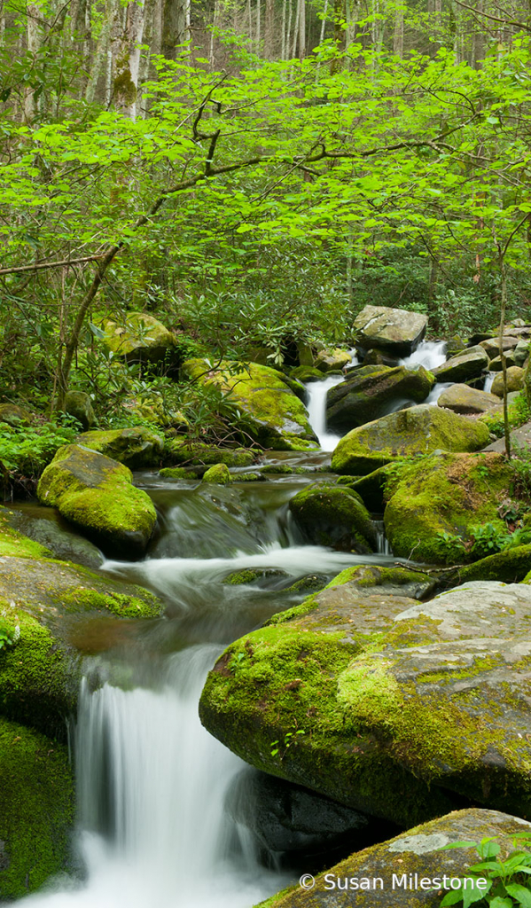 Roaring Fork Stream 4254