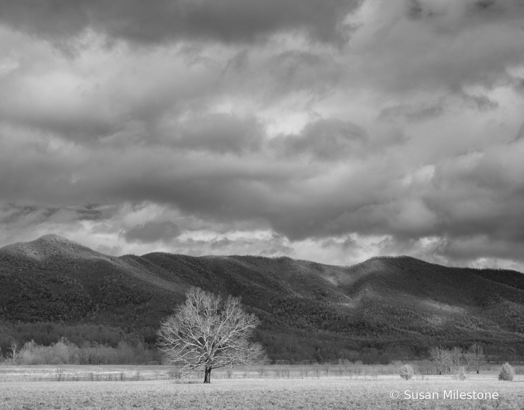 Cades Cove Tree and Mountains IR 3566