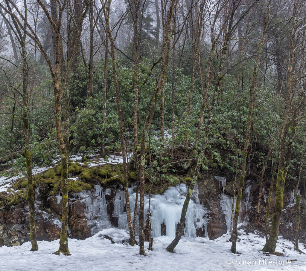 Smokies Trees and Ice