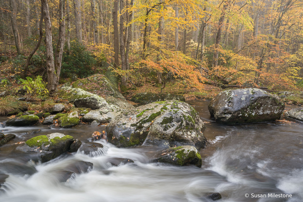 Smokies Fall Stream 1106