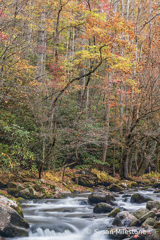 Tremont Fall Stream 1205