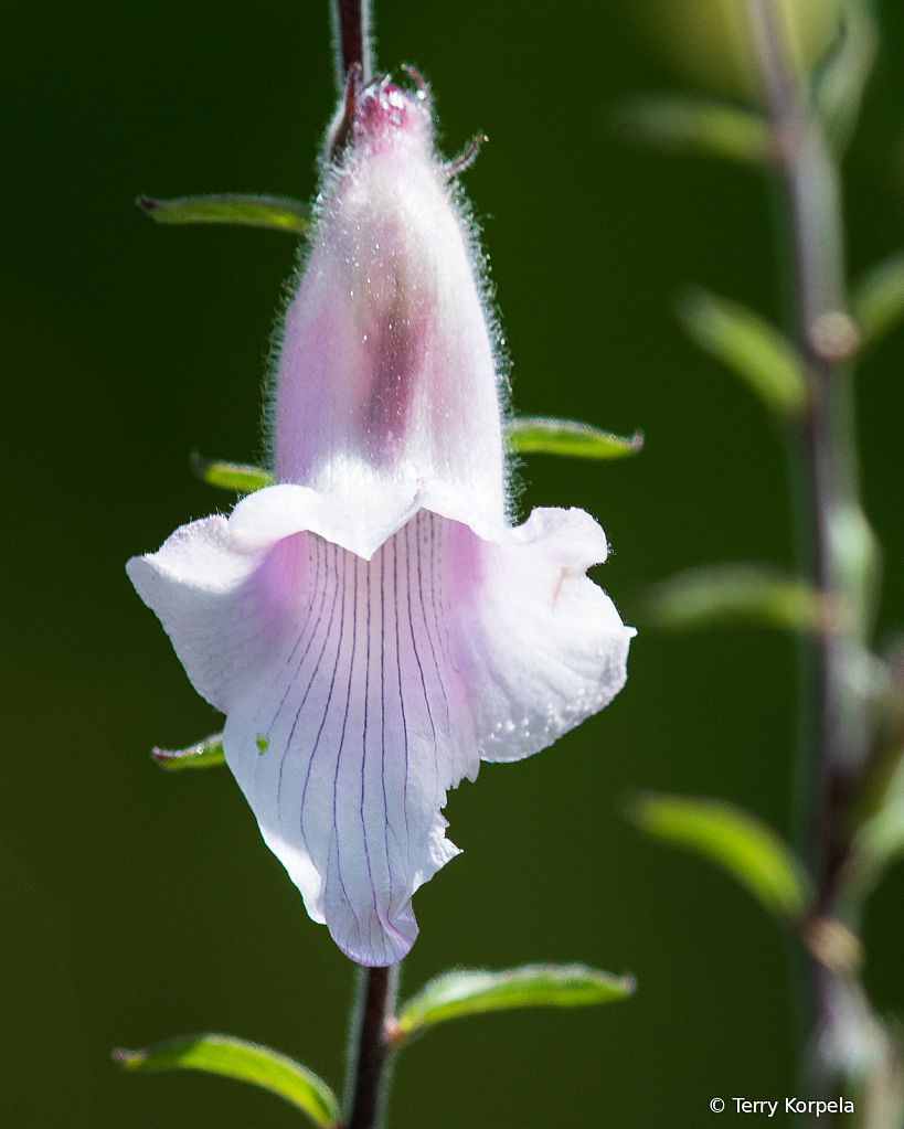 Berkeley Botanical Garden