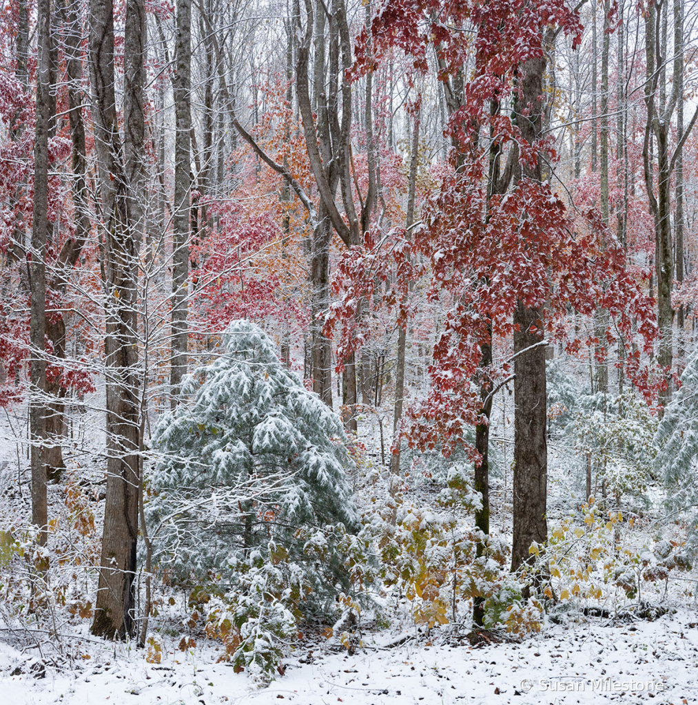 Smokies Fall Snow 9375_77