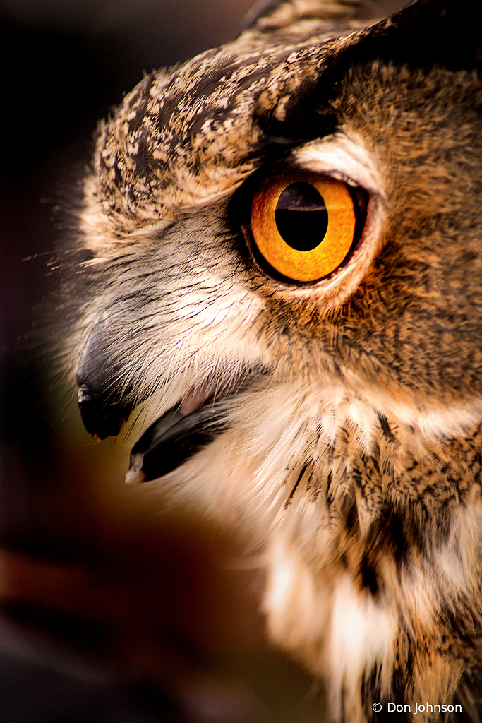 Owl Profile 11-10-19 187