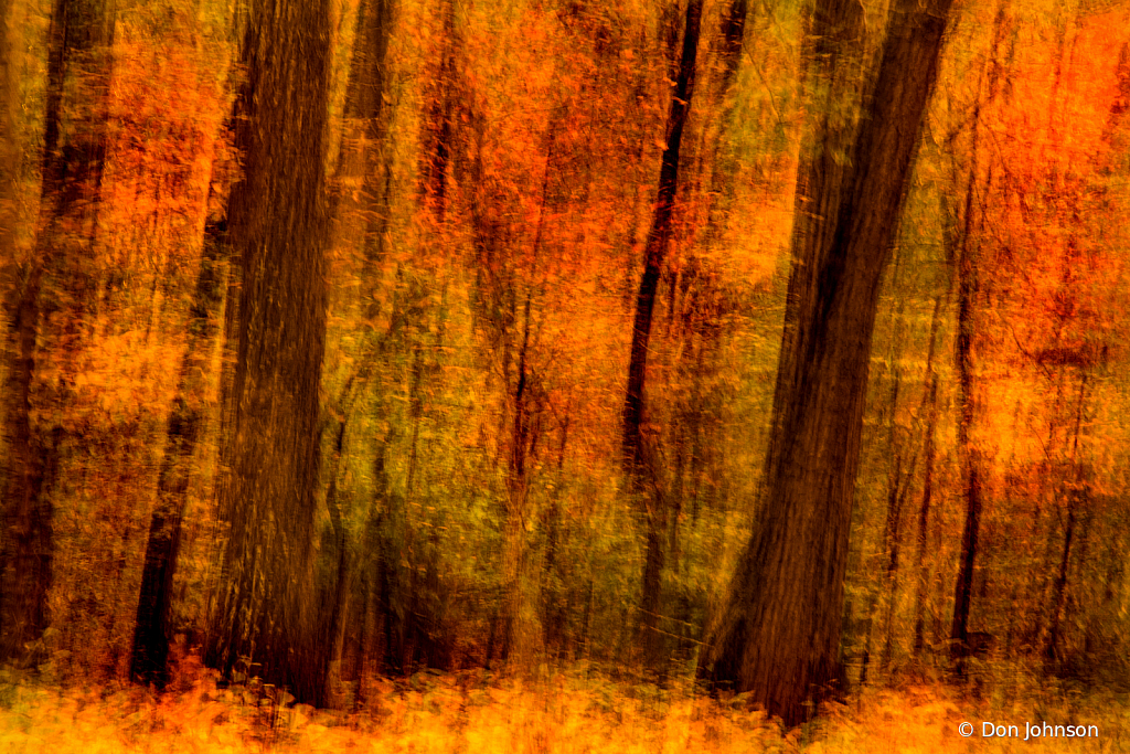 Impressionistic Forest 10-29-19 045