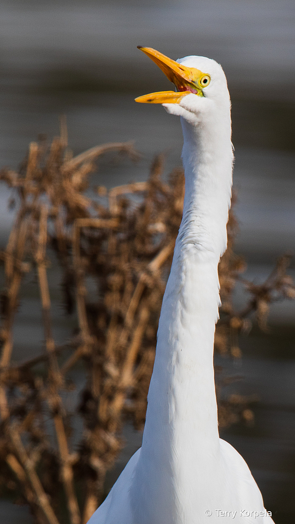 Great Egret