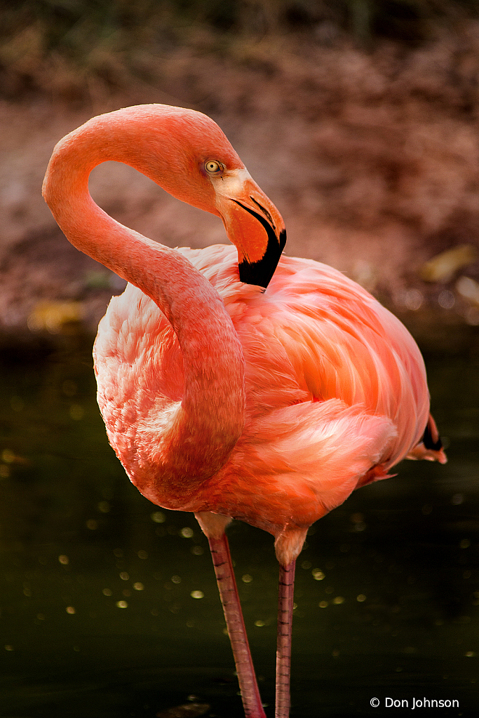 Flamingo Pose 10-5-19 140