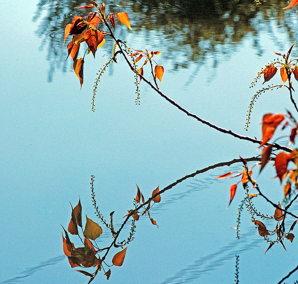 Reflection on the pond.