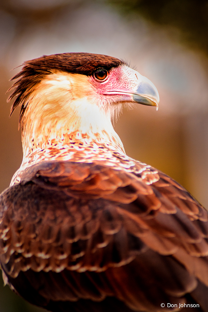 Caracara Profile 11-10-19 144