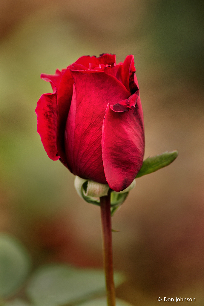 A Red Rose Bud 10-12-19 