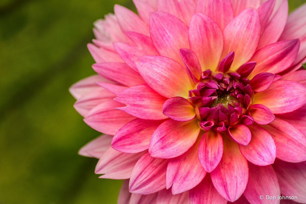 Delightful Dahlia