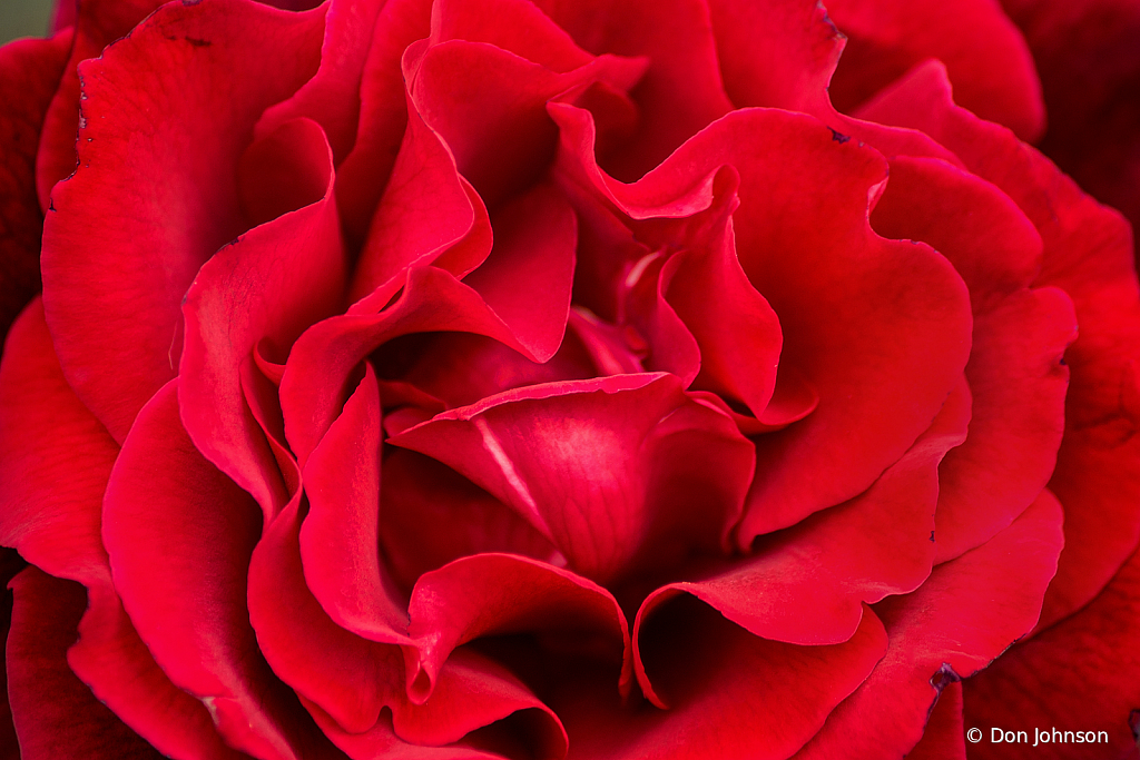 Petals-Red Rose 10-12-19 449