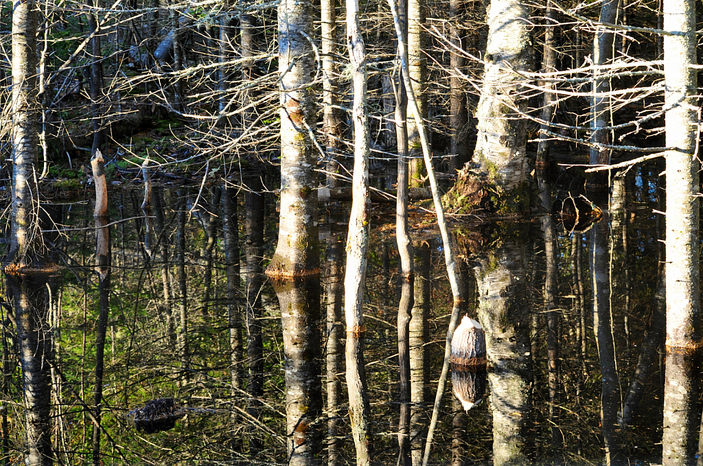 Beaver’s Work!