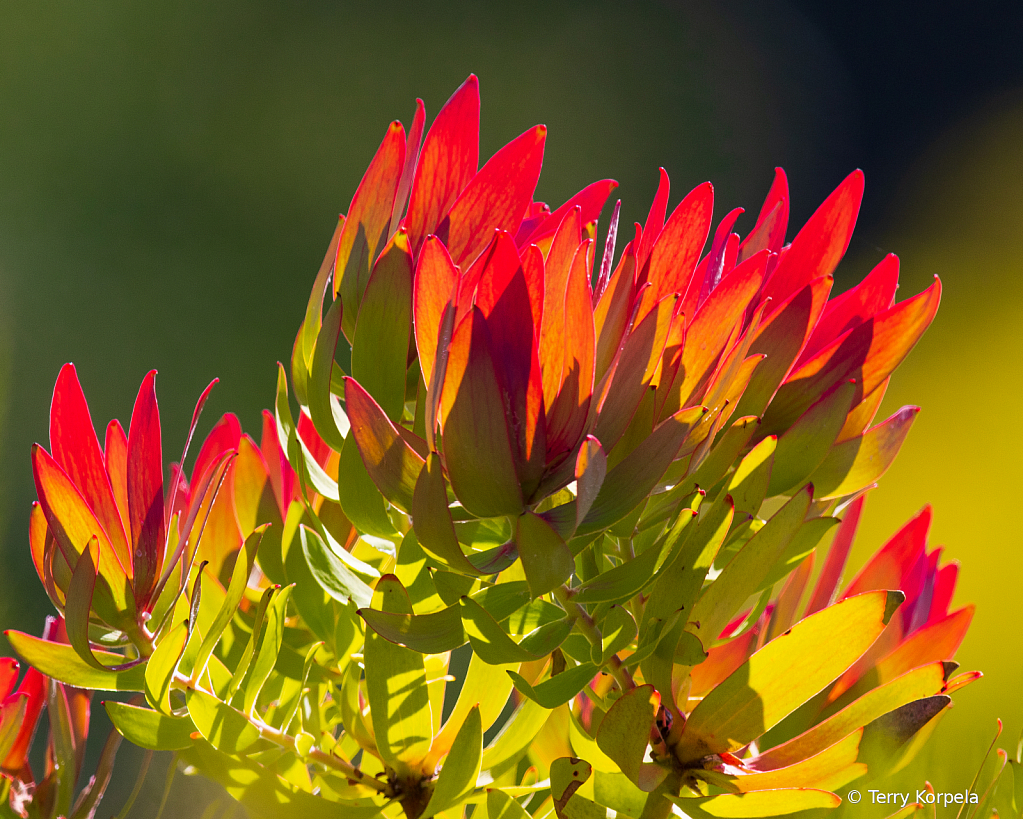 Berkeley Botanical Garden