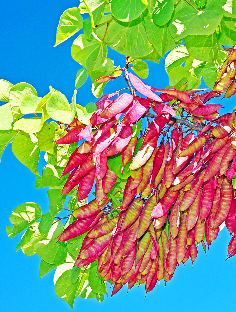 Red and Green against the blue sky.