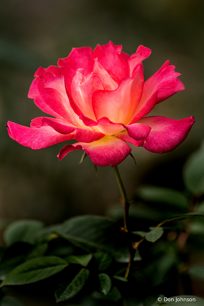 Outstanding Rose 10-12-19 338